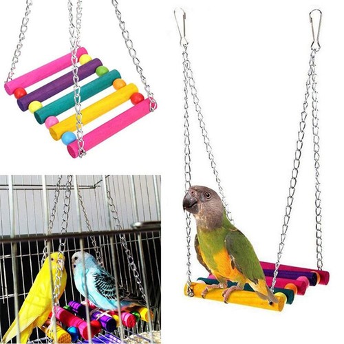 Pet bird parrot parakeet - bird,