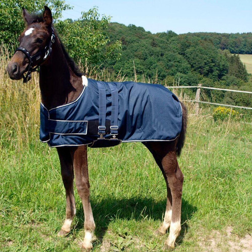 Waldhausen foal turnout - foal,