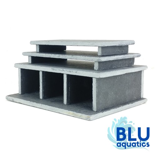 Zebra pleco slate - pleco,