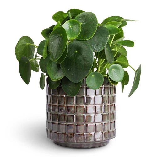 Pilea peperomioides chinese - pilea, /