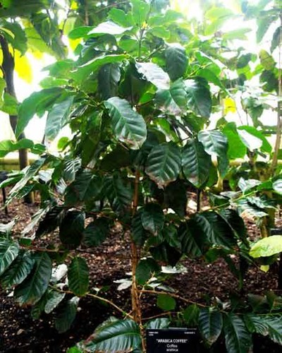Coffea arabica catuai 10 - coffea,