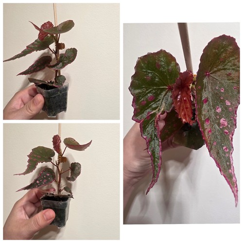Begonia hybrid nothombaramesis - begonia,