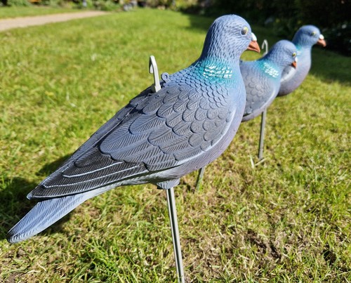 Pigeon decoys set nice - pigeon, of