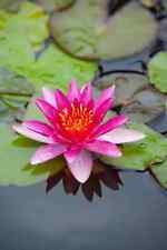 Nymphaea "Leydeker Lilacea"