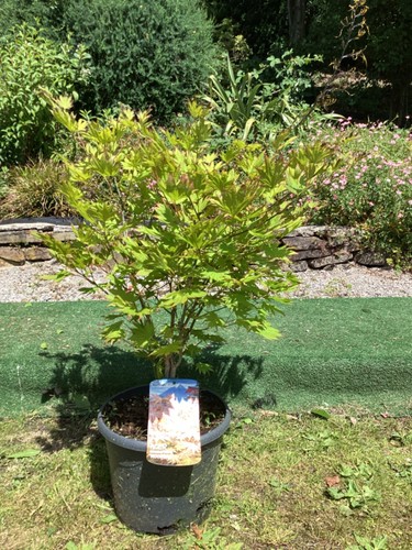Shirasawa japanese maple acer - shirasawa,