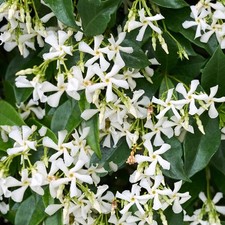 Trachelospermum Jasminoides Star Jasmine Evergreen Climber Outdoor Plant in Pot