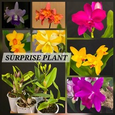 Mini Cattleya Surprise Mix. 1