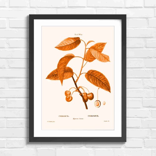Vintage cherry botanical - cherry,