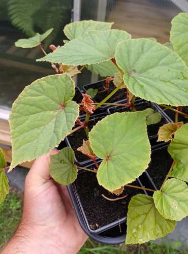 7cm begonia grandis alba - 7cm,