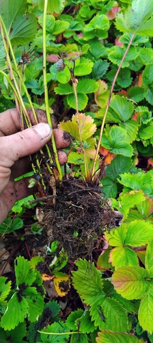 Bare root strawberry plants - 20,