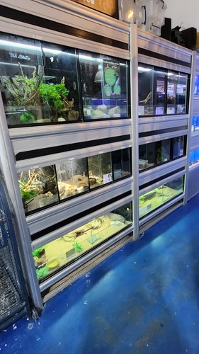 Casco reptile system shop - reptile, system,