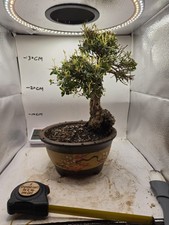 Satsuki Azalea 'Saotome