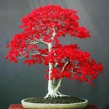 10 Seeds Japanese Red Maple