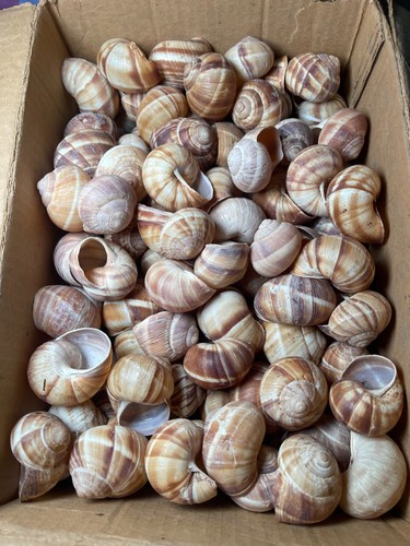 Snail shells helix - box, x