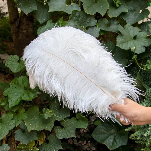 30cm large ostrich feathers - 25-30cm,