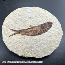 Eocene fossil fish in matrix – genuine prehistoric vertebrate – usa – natural