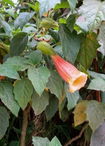 Brugmansia sanguinea - brugmansia,