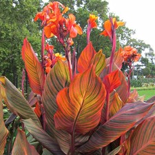 Canna durban exotic bedding - canna,