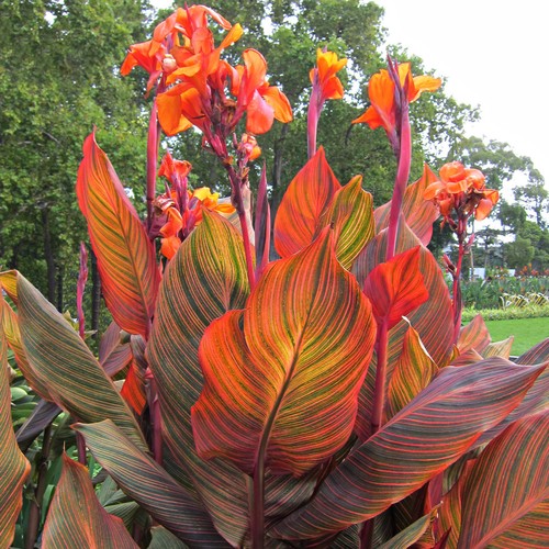 Canna durban exotic - canna, bedding