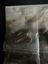 preserved lugworm