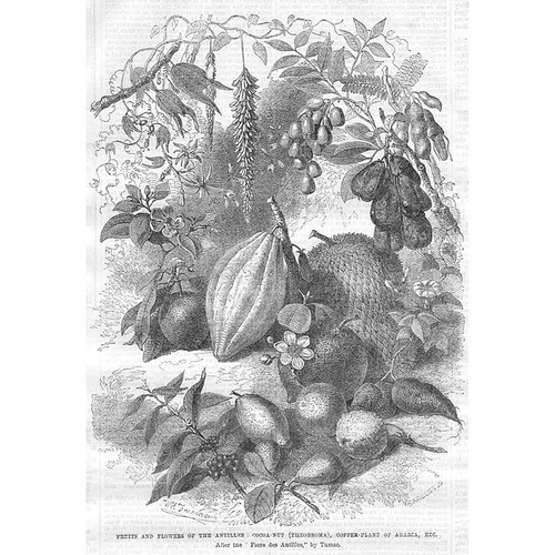 Antilles fruits cocoa nut - cocoa,