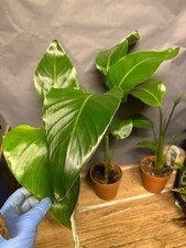 40-50cm  Strelitzia Nicolai