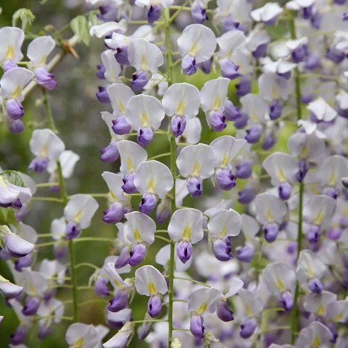 Wisteria floribunda multijuga - wisteria,