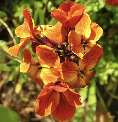 English wallflower fire - x,