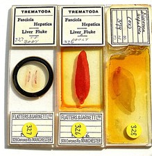 3 x FLATTERS   MICROSCOPE SLIDES  of  LIVER  FLUKES