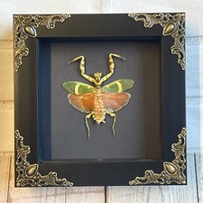 Banded Flower Mantis (Theopropus elegans) Baroque Box Frame Display Case Insect