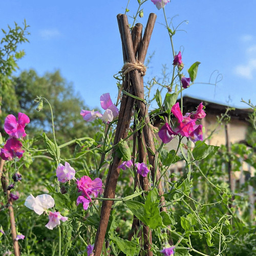 Willow plant support - willow,
