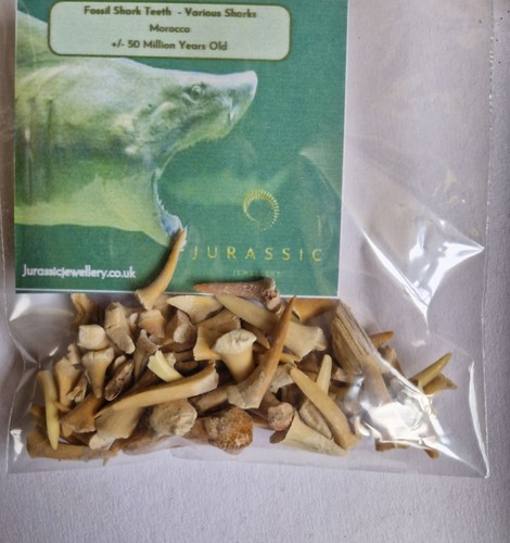 Superb bag fossil sharks - , of