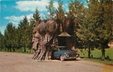 Car Giant Drive Thru Stump Hwy 99 1956 Postcard Washington Yorkolor 1040 Ellis