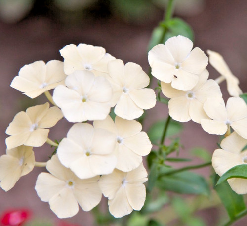 400x phlox drummondii - 400x,