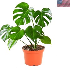 Monstera Deliciosa Swiss