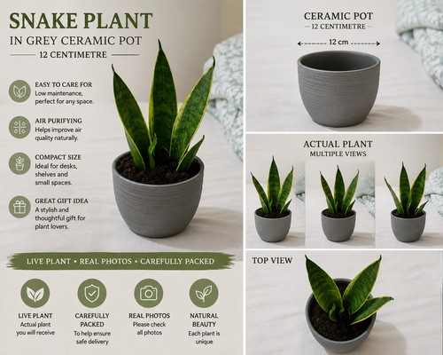 Snake plant sansevieria - snake,