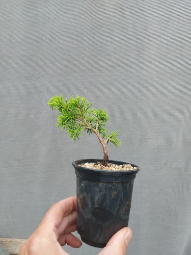 Juniper itoigawa bonsai - itoigawa,