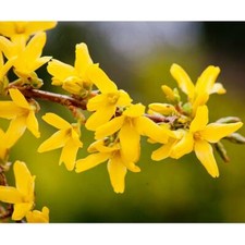 Forsythia Hardy Shrub Spring Flower Garden Plant 'Minigold' 1 or 2 x 9cm Pot T&M