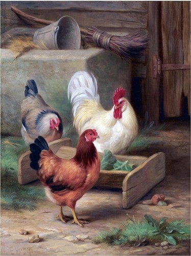 Poultry feeding hen rooster - hen,