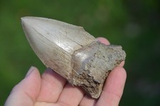 LOVELY  GENUINE  MEGALODON