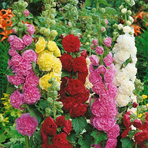 190 seeds hollyhock - ,