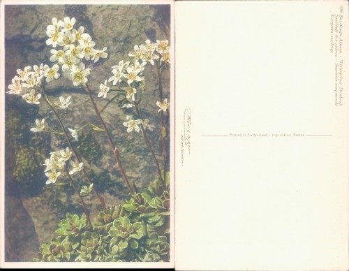 Saxifraga flowers photo - saxifraga, a