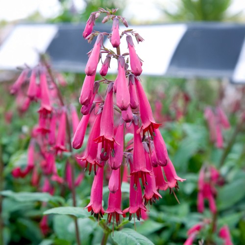 Phygelius wine cape fuchsia - phygelius,