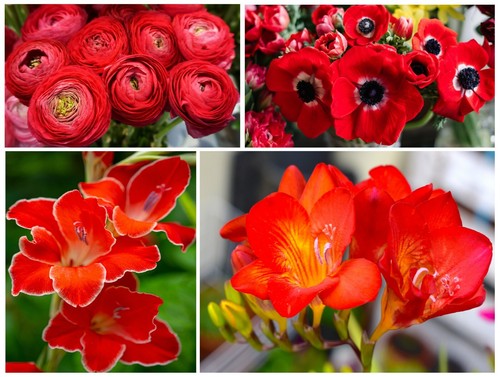 50x summer flowering red bulbs - flowering,