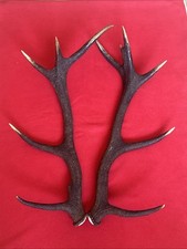 PAIR OF RED DEER ANTLERS