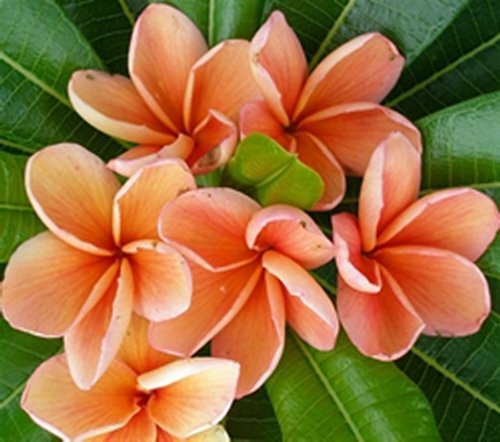Fresh seeds frangipani - seeds,