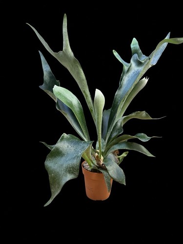 Staghorn fern - staghorn,