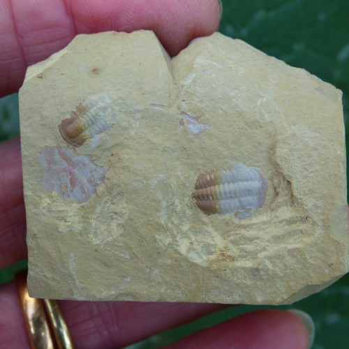 Rare fossil trilobites - fossil,