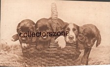 1920 Spaniel pups In Basket Cute Dog Printed Postcard Raphael Tuck no 4587