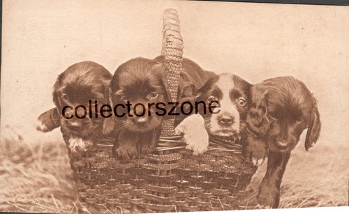1920 spaniel pups basket - pups,